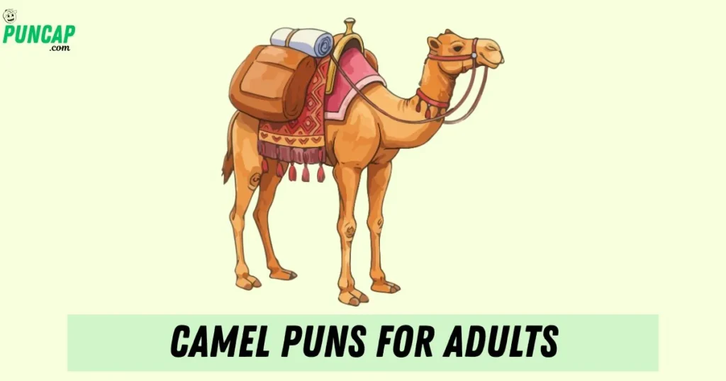 Camel Puns For Adults