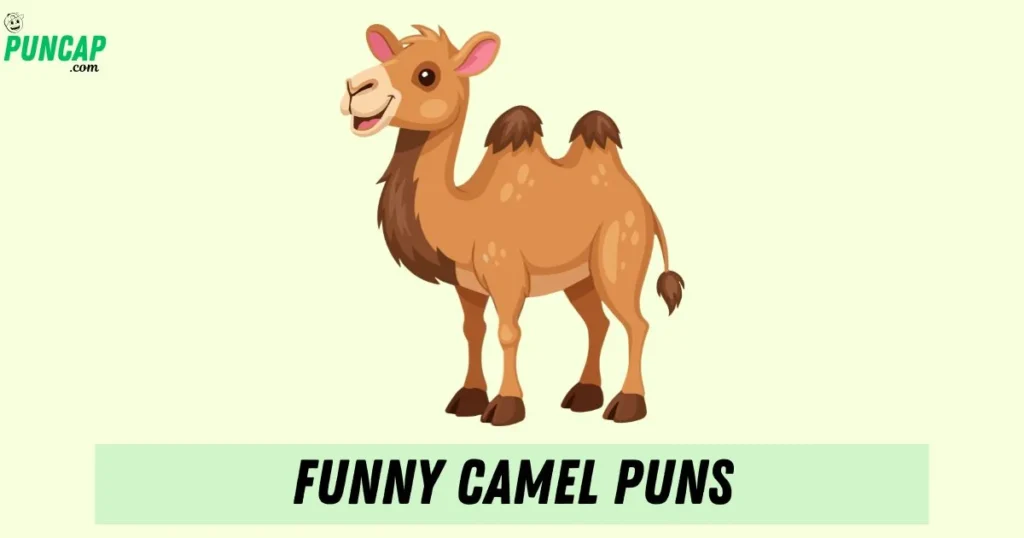 Funny Camel Puns