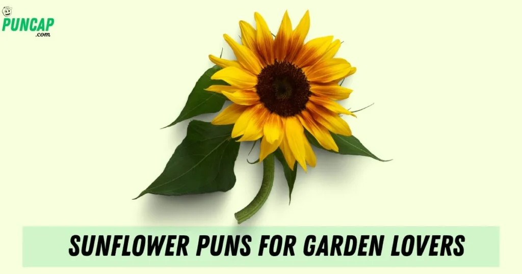 Sunflower Puns For Garden Lovers