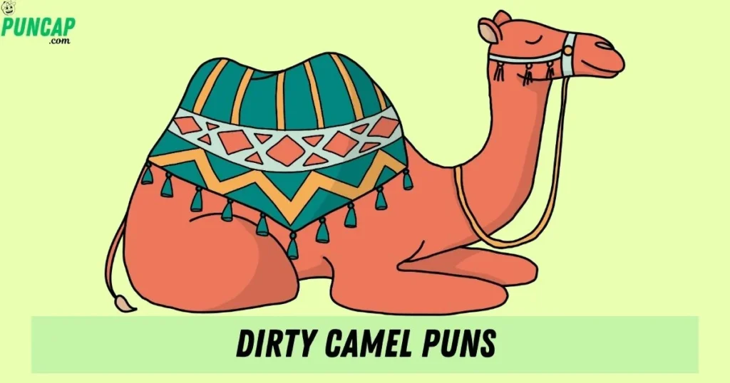 Dirty Camel Puns