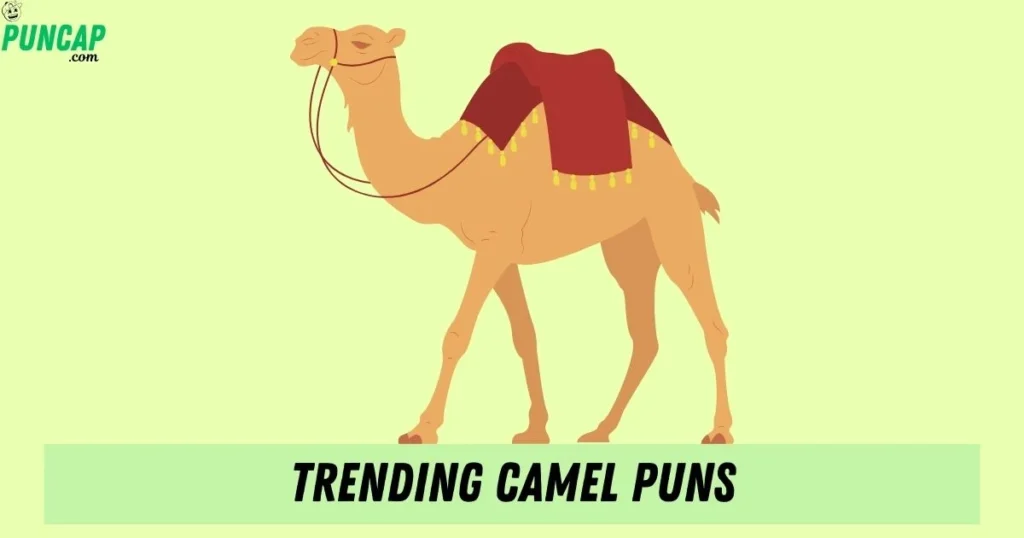 Trending Camel Puns