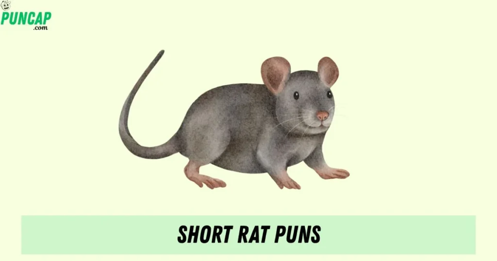 Short Rat Puns